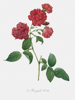 Red Cabbage Rose - Rosa Indica Caryophyllea