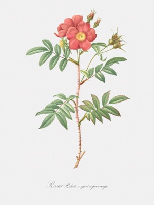 Redoute's Rose with Red Stems and Prickles - Rosa Redutea Rubescens