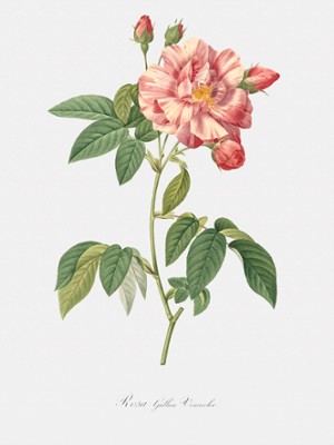 Rosa Mundi - Rosa Gallica Versicolor