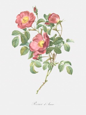 Rose of Love - Rosa Pumila
