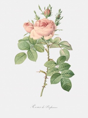 Rose of Perfume - Rosa bifera Officinalis - Classic Black & White Print On A Wall
