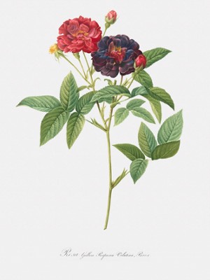Rose of Van Eeden - Rosa Gallica Purpurea Velutina, Parva - Classic Black & White Print On A Wall