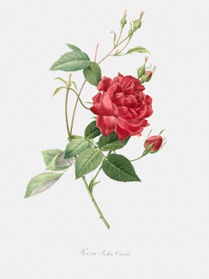 Rosebush of Bengal with Crimson-of-Blood Flowers - Rosa Indica Cruenta - Classic Black & White Print