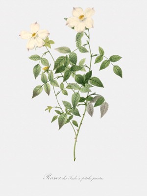 Rosebush with Sharp Petals - Rosa Indica Acuminata - Classic Black & White Print
