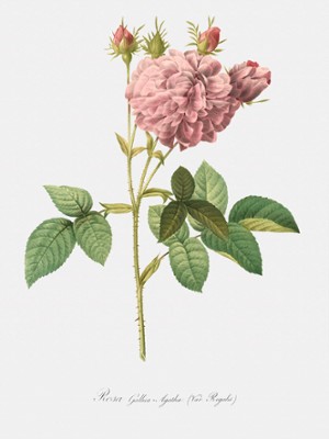Royal Agatha Rose - Rosa Gallica Agatha Var. Regalis