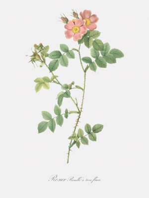 Rusty Rose with Three Flowers - Rosa Rubiginosa Triflora