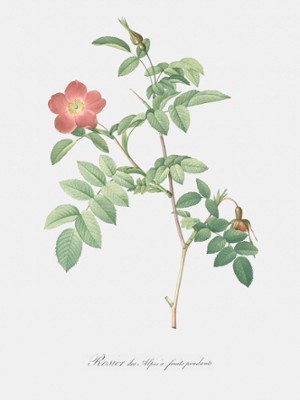 Scarlet Alpine Rose - Rosa Alpina Pendulina - Classic Black & White Print