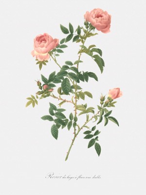 Semi-Double Hedge Rose - Rosa Sepium Flore Submultiplici - Classic Black & White Print