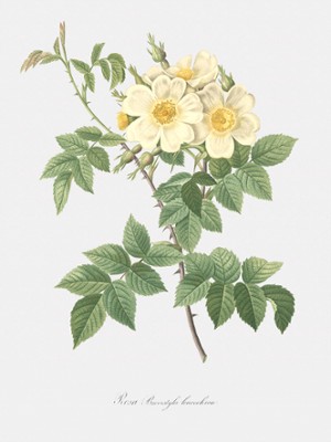 Short-Styled Rose - Rosa Brevistyla Leucochroa - Classic Black & White Print