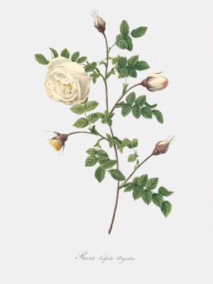 Silver-Flowered Hispid Rose - Rosa Hispida Argentea - Classic Black & White Print In The Living Room