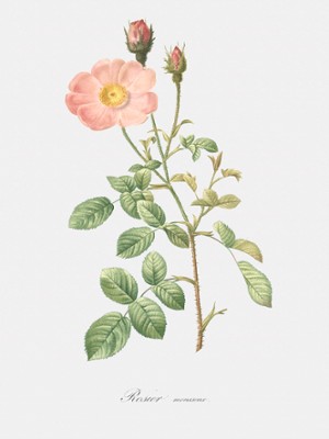 Single Moss Rose - Rosa Muscosa Simplex