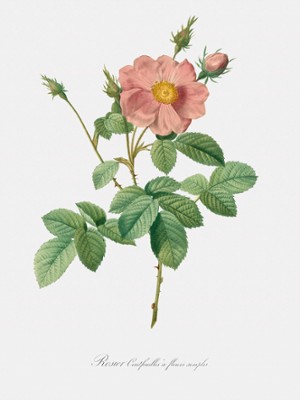Single-Flowered Cabbage Rose - Rosa Centifolia Simplex - Classic Black & White Print