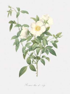 Snow-White Rose - Rosa Nivea - Classic Black & White Print In The Living Room
