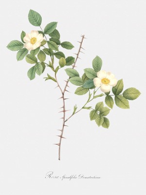 Spiny Leaved Rose of Dematra with White and Yellow Flowers - Rosa Spinulifolia Dematratiana - Classic Black & White Print On A Wall