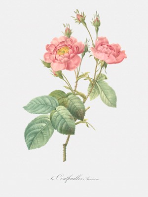 The Anemone Centuries - Rosa Centifolia Anemonoides