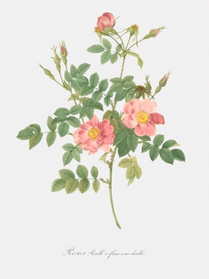 The Semi-Double Sweetbriar Rose with Pink and Yellow Flowers - Rosa Rubiginosa Flore Semi-Pleno - Classic Black & White Print