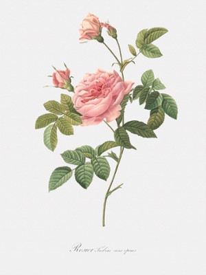Thornless Burnet Rose - Rosa Inermis - Classic Black & White Print On A Wall