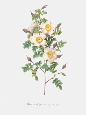 Thornless Burnet Rose - Rosa Pimpinellifolia Inermis - Classic Black & White Print