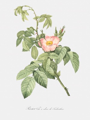 Turpentine-Scented Downy Rose - Rosa Villosa Therebenthina - Classic Black & White Print On A Wall