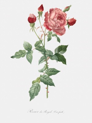 Velvet China Rose - Rosa Indica - Classic Black & White Print On A Wall