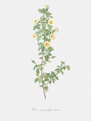 White Burnet Rose - Rosa Pimpinellifolia Pumila - Classic Black & White Print On A Wall