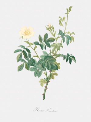 White Downy Rose - Rosa Tomentosa