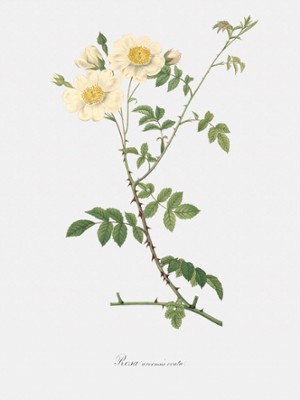 White Field Rose - Rosa Arvensis Ovata - Classic Black & White Print In The Living Room