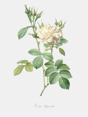White Four-Seasons Rose - Rosa Bifera Alba