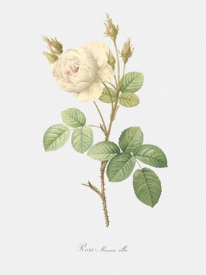 White Moss Rose - Rosa Muscosa Alba - Classic Black & White Print In The Living Room