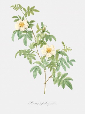 White Rose - Rosa Clynophylla