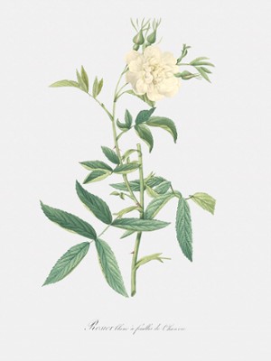 White Rose with Hemp Leaves - Rosa Alba Cimbaefolia - Classic Black & White Print