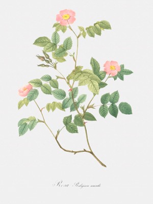 Wild Rosehips - Rosa Rubiginosa Nemoralis - Classic Black & White Print